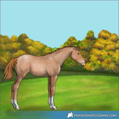 Horse Color:Chestnut Pearl 