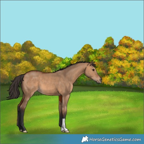 Horse Color:Bay Dun 