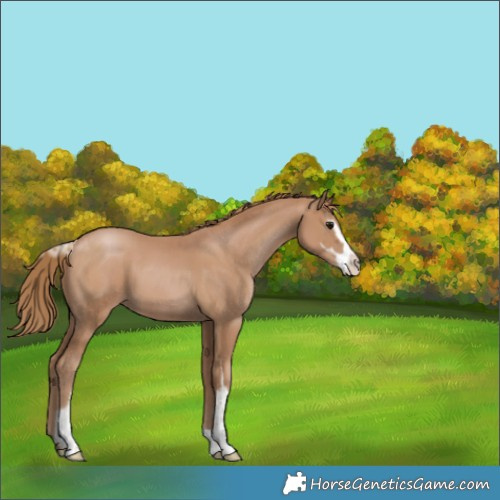 Horse Color:Black Pearl Sabino 