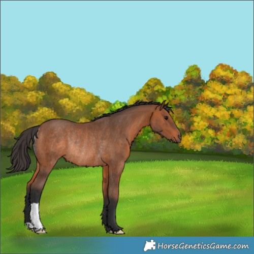 Horse Color:Bay Rabicano 