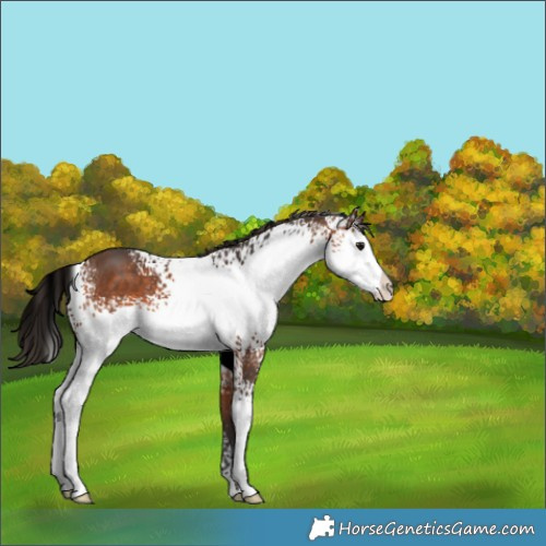 Horse Color:White Spotted Bay Sabino 