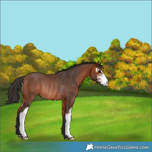 Horse Color:Bay Sabino Rabicano 