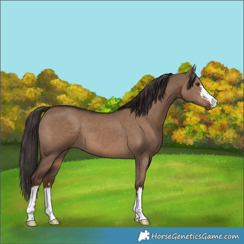 Horse Color:Liver Red Dun 