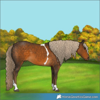 Horse Color:Chocolate Palomino Tobiano 