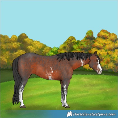 Horse Color:Brown Sabino 