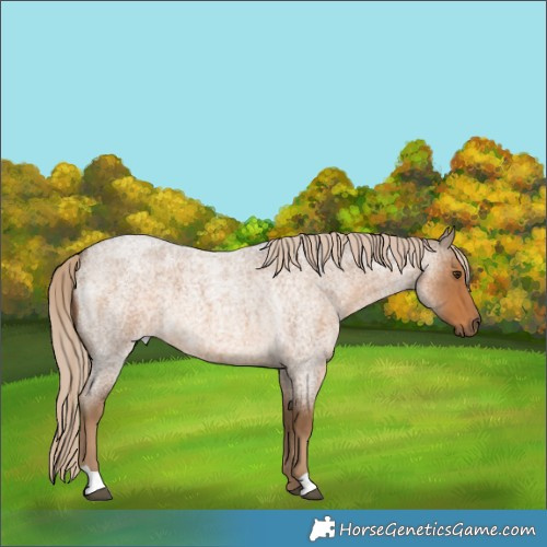 Horse Color:Chocolate Palomino Roan 