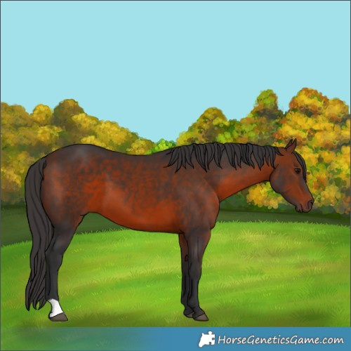 Horse Color:Bay 