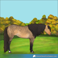 Horse Color:Buckskin Dun 