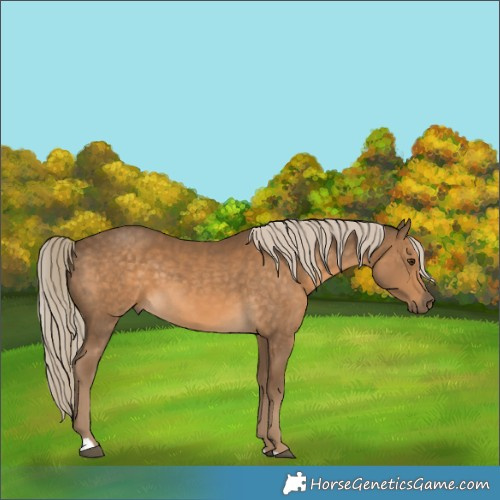 Horse Color:Chocolate Palomino 