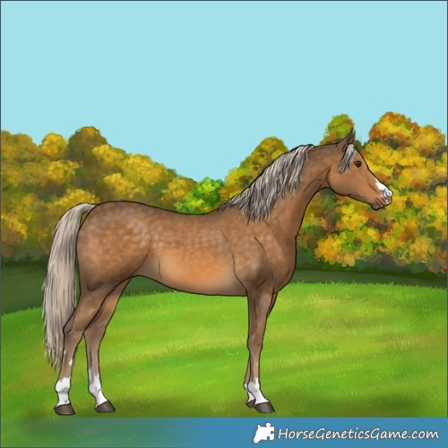 Horse Color:Chocolate Palomino 