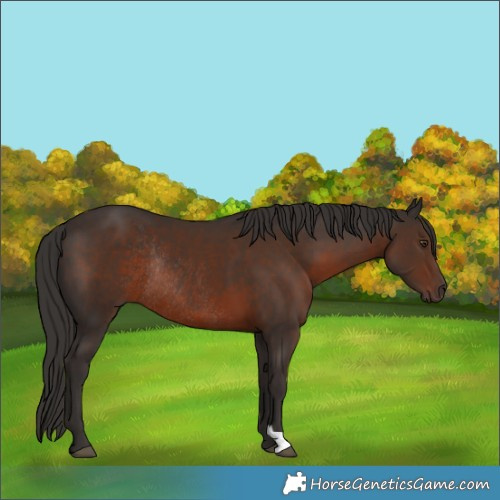 Horse Color:Liver Chestnut Rabicano 