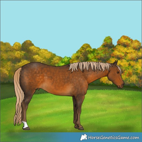 Horse Color:Chocolate Palomino 