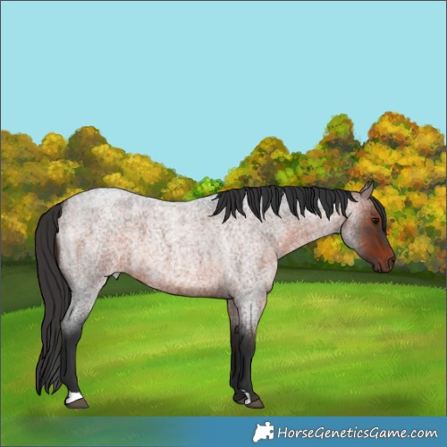 Horse Color:Brown Roan 