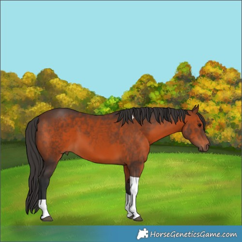 Horse Color:Brown Tobiano 
