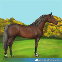 Horse Color:Liver Chestnut Mushroom 