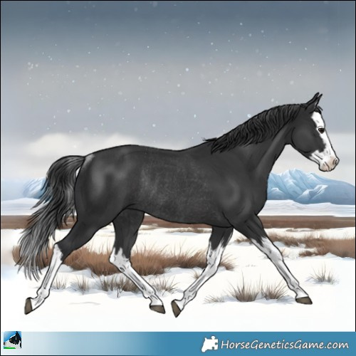 Horse Color:Black Mushroom Splash Rabicano 