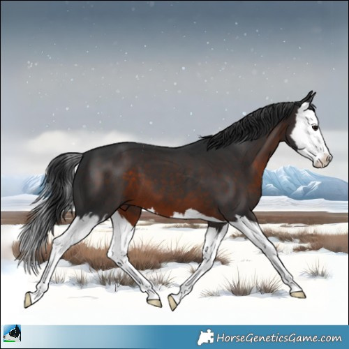 Horse Color:Brown Splash 