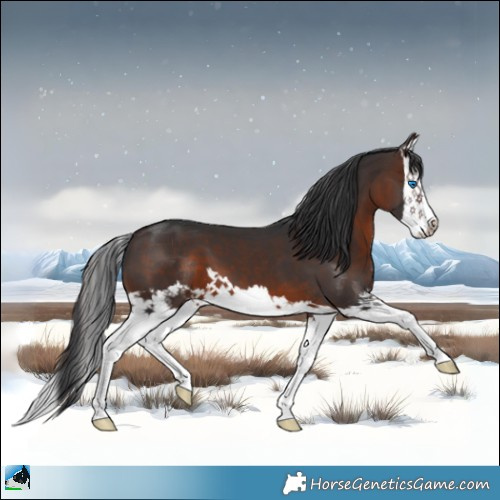 Horse Color:Brown Splash 
