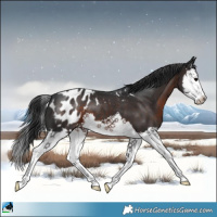 Horse Color:Brown Splash Appaloosa