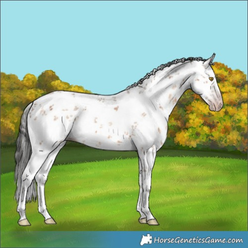 Horse Color:Gray Amber Champagne Sabino 