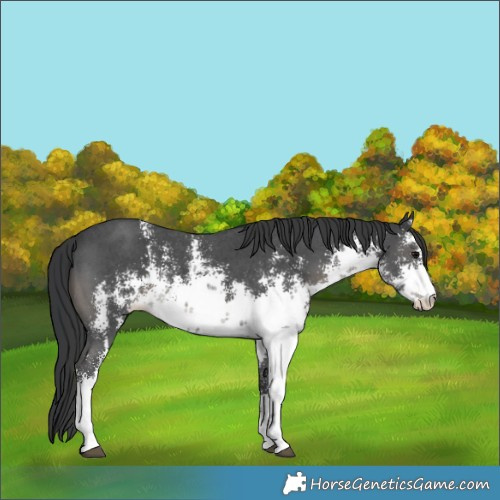 Horse Color:White Spotted Black Sabino 