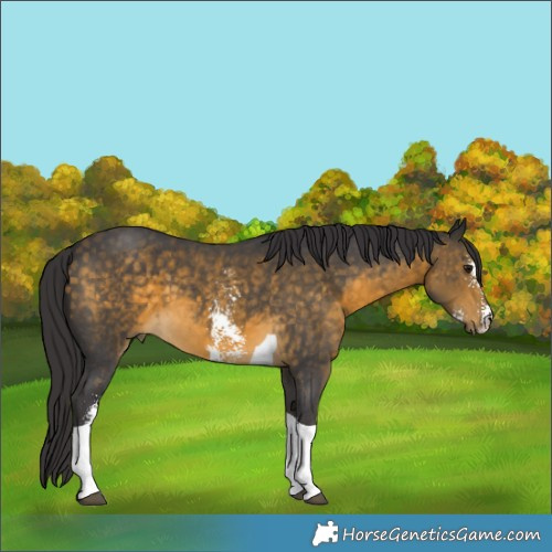 Horse Color:Buckskin Sabino Tobiano 