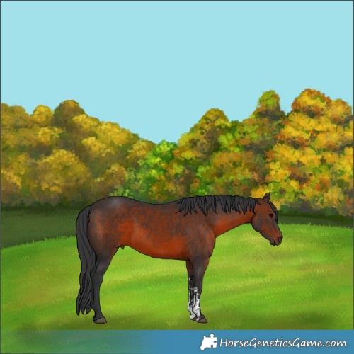 Horse Color:Brown Sabino 