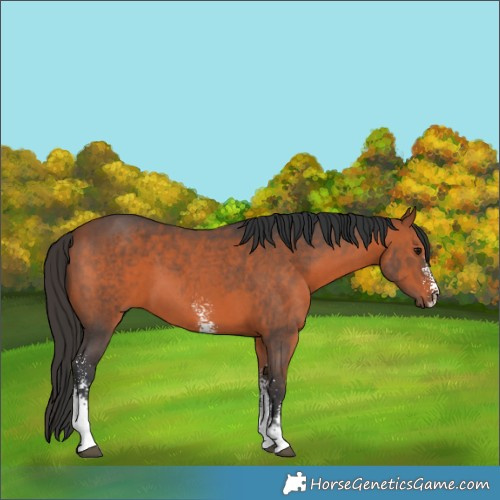 Horse Color:Bay Sabino 