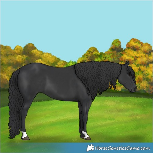 Horse Color:Black 