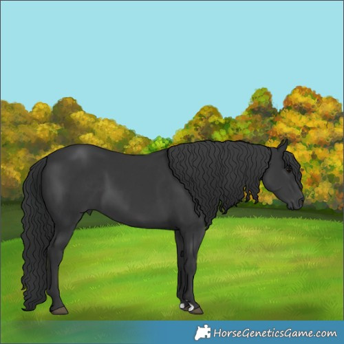 Horse Color:Black 