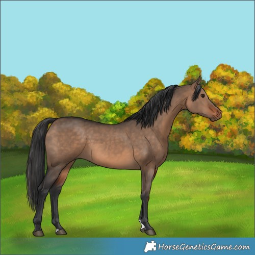 Horse Color:Brown Dun 