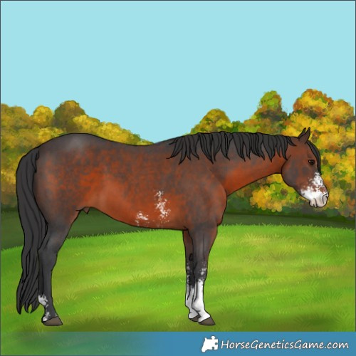 Horse Color:Brown Sabino 