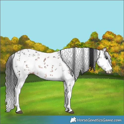 Horse Color:Brown Sabino Rabicano 