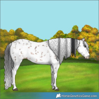 Horse Color:Brown Sabino Rabicano 