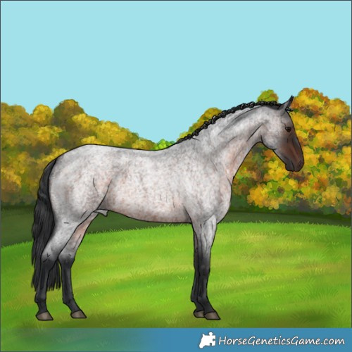 Horse Color:Brown Roan 