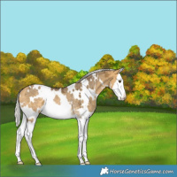 Horse Color:White Spotted Silver Buckskin Ice Dun Splash Rabicano 
