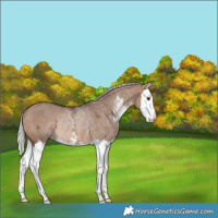 Horse Color:Silver Brown Ice Dun Sabino Splash Rabicano 