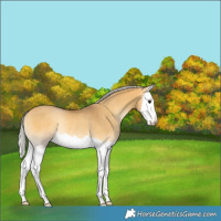 Horse Color:Silver Buckskin Onyx Splash Rabicano 