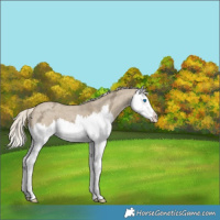 Horse Color:Silver Smoky Grullo Ice Roan Splash 