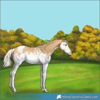 Horse Color:Silver Buckskin Dun Splash Varnish Rabicano 