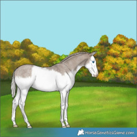 Horse Color:Silver Grullo Roan Splash Rabicano 