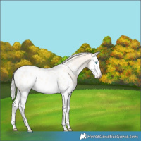 Horse Color:Silver Perlino Roan Dun Splash Blanket Rabicano 