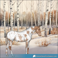 Horse Color:White Spotted Red Dun Appaloosa Rabicano 