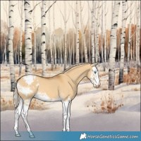 Horse Color:Palomino Dun Splash Appaloosa