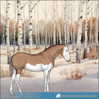Horse Color:Red Dun Splash 