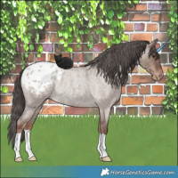 Horse Color:Liver Red Dun Roan Appaloosa Rabicano 