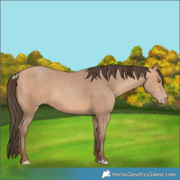 Horse Color:Amber Champagne 