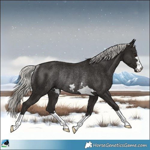 Horse Color:Liver Chestnut Mushroom Rabicano 