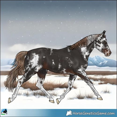Horse Color:Liver Chestnut Sabino 