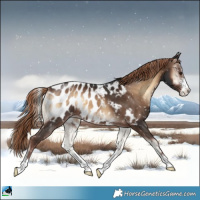 Horse Color:Liver Red Onyx Appaloosa Brindle 